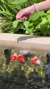 Graceful orange white tamasaba goldfish swim inside clear japanese garden pond water displaying peaceful joyful calm movement natural sunlight