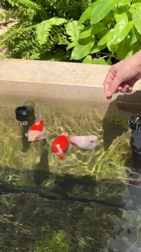 Vibrant tamasaba goldfish swim peacefully inside clear japanese garden pond near human hand with lush green aquatic plants in water