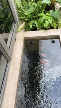 Peaceful Tamasaba Goldfish Swim Inside Serene Outdoor Japanese Water Stone Pond Beside Window Near Lush Green Garden Plant Foliage