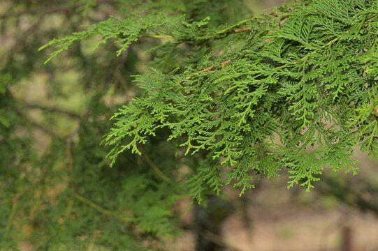 青々と茂るヒノキの枝葉（ヒノキ・檜・森林・人工林・自然風景）