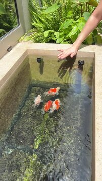 Serene Tamasaba Goldfish Swim Peaceful Japanese Outdoor Stone Pond Water With Reaching Human Hand Bringing Joyful Aquatic Harmony Sunny Day