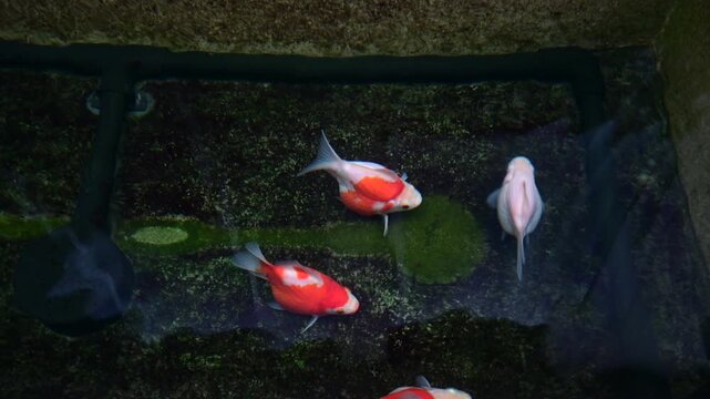 Graceful Japanese Tamasaba Goldfish Swim Peacefully Clear Dark Pond Water Displaying Vivid Red White Beauty Outdoor Mossy Garden Scene