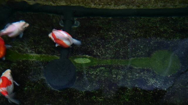 Red white tamasaba goldfish swim peacefully in clear dark outdoor japanese pond showing calm serene aquatic nature life beauty