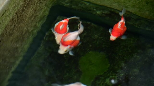 Graceful Tamasaba Goldfish Swim Peaceful Outdoor Japanese Pond Clear Water Serene Aquatic Garden Vibrant Orange White Tranquil Ambiance