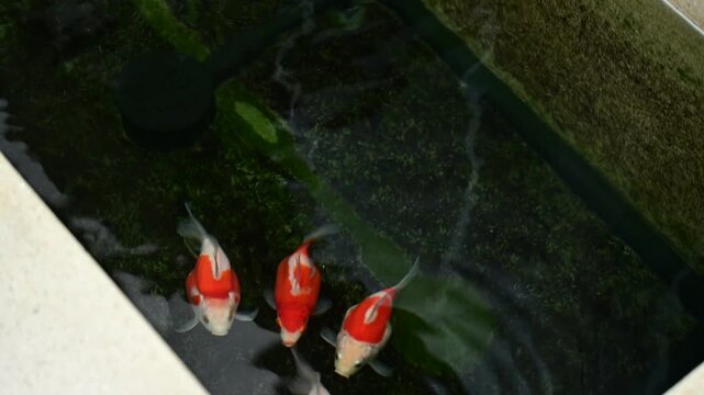 Tamasaba goldfish swim with serene grace in clear Japanese outdoor garden pond showcasing vibrant red white color contrast on sunny summer afternoon
