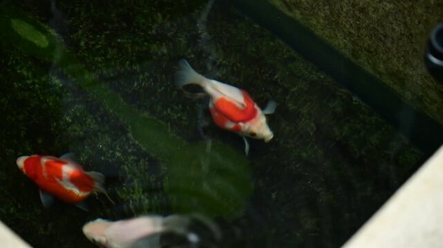 Graceful tamasaba goldfish swimming peaceful clear japanese outdoor garden pond water natural light displaying aquatic harmony
