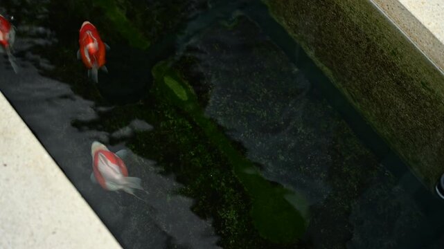 Vibrant tamasaba goldfish Swimming Beautifully In Clear Water Pond Peaceful Japanese Outdoor Garden Natural Serene Aquatic Life Animal Scene