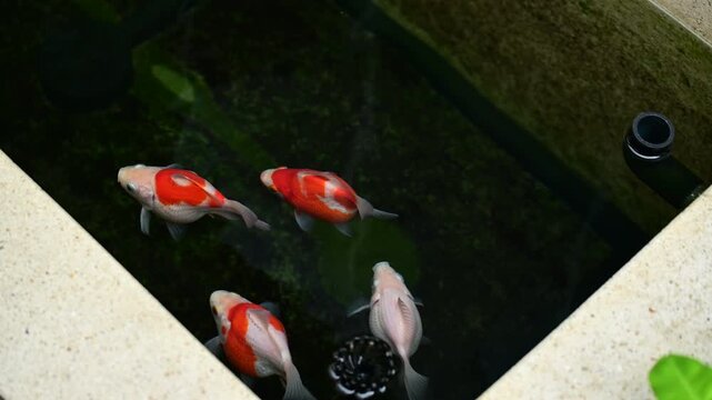 Beautiful grace tamasaba goldfish swim peacefully inside clear water serene traditional japanese outdoor garden pond bringing peaceful joy calm