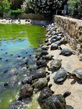 Group of red-eared slider turtles sunbathing on rocks near green pond at Attica Zoological Park in Spata, Greece.
