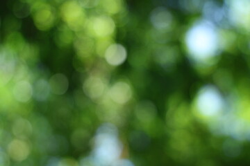 Fototapeta premium Blurred green foliage with bright light bokeh