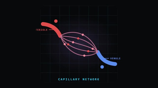 Capillary Network Animation Connecting Arteriole and Venule for Video Editing and Graphic Works