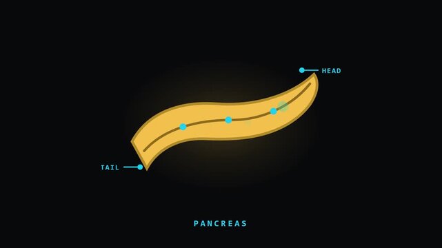 Pancreas Anatomy Animation with Head and Tail on Dark Background for Video Editing and Graphic Works