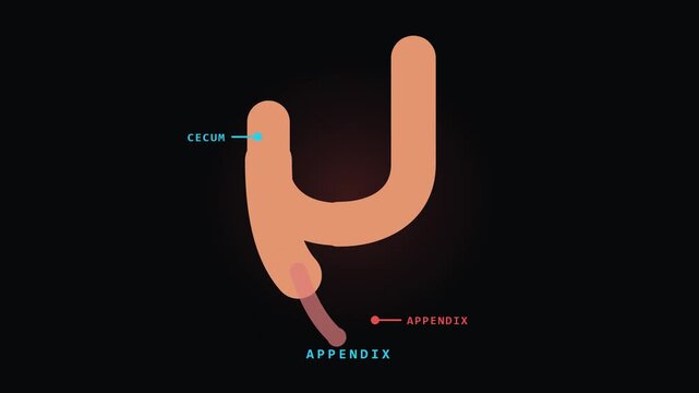 Appendix and Cecum Anatomy Animation on Dark Background for Video Editing and Graphic Works