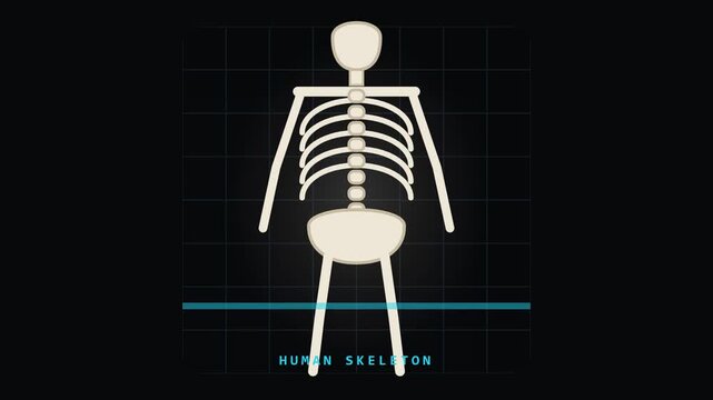 Human Skeleton Bone Structure Animation with Scanning Line for Video Editing and Graphic Works