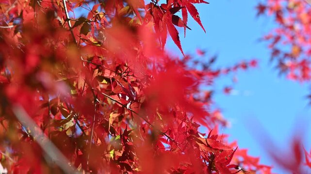 青空に映える鮮やかな紅葉と秋の木々
