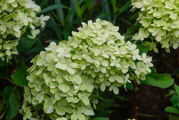 Close-up of pale green Hydrangea macrophylla flower clusters blooming among dark foliage in a garden in Vietnam, showing delicate petals and natural texture. © LHPhoto