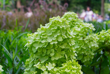 Close-up of pale green Hydrangea macrophylla flower clusters blooming among dark foliage in a garden in Vietnam, showing delicate petals and natural texture. © LHPhoto