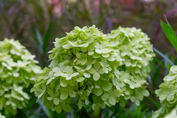 Close-up of pale green Hydrangea macrophylla flower clusters blooming among dark foliage in a garden in Vietnam, showing delicate petals and natural texture. © LHPhoto