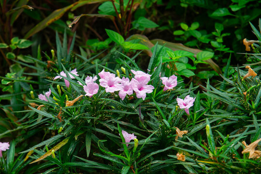 Pink Mexican petunia (Ruellia simplex) flowers among dense, narrow green leaves in a Vietnamese garden, with pale blossoms contrasting against dark foliage.