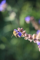 A honey bee collecting nectar from small blue flowers in a natural green setting. The shallow depth of field creates a soft bokeh background and emphasizes the bee and delicate blossoms. © Inna Trokhymets 