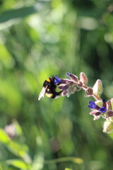 A bumblebee collecting nectar from delicate blue wildflowers in a lush green meadow. The shallow depth of field creates a soft natural background and highlights the interaction between pollinator and  © Inna Trokhymets 