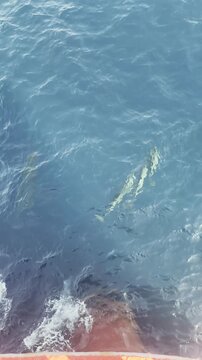 A group of dolphins swimming and bow riding in clear blue sea water