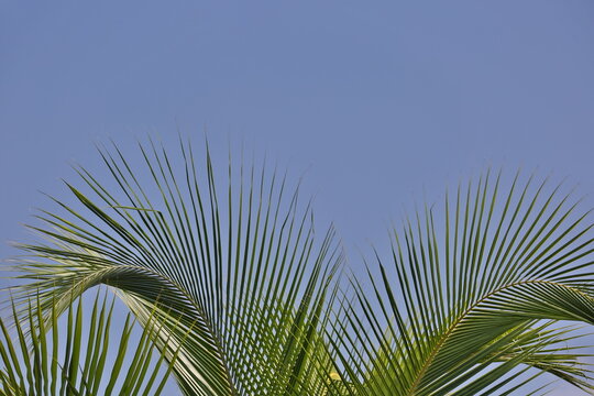 Vibrant green coconut palm tree fronds leaves bright blue summer sky paradise sunny nature closeup. Peaceful summer nature scene tropical. Fresh exotic botanical relax wellness wallpaper copy space