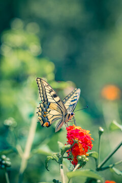 Beautiful summer nature butterfly vibrant red flower green meadow dreamy garden bokeh soft sunlight vertical. Peaceful nature wildlife macro detail. Blooming floral natural closeup wellbeing scene