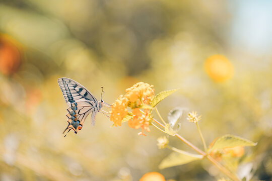 Beautiful summer nature butterfly yellow wildflowers soft blur green meadow dreamy garden bokeh warm sunlight. Peaceful nature wildlife macro detail. Blooming floral natural closeup wellbeing scene