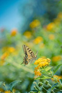 Beautiful summer nature butterfly yellow wildflowers lush green meadow dreamy bokeh warm sunlight vertical. Peaceful nature wildlife macro detail. Blooming floral natural closeup wellbeing scene