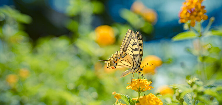 Beautiful summer nature butterfly yellow flowers vivid green meadow wildflowers dreamy garden bokeh soft light. Peaceful nature wildlife macro detail. Blooming floral natural closeup wellbeing scene