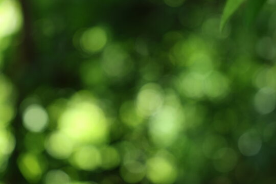 Green bokeh background with blurred foliage