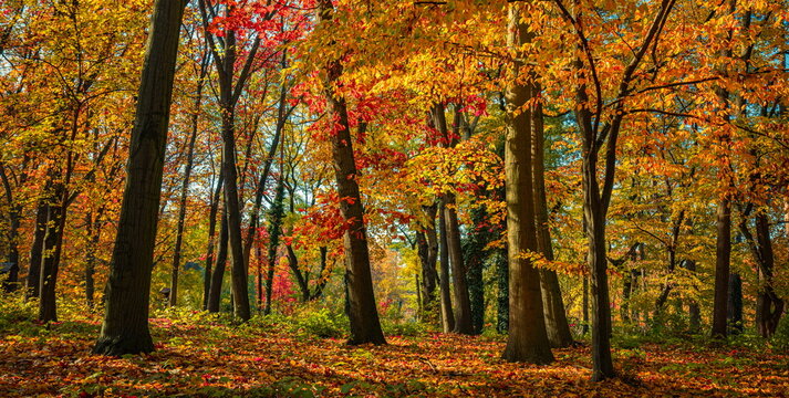 Amazing autumn woodland path vibrant orange fall foliage tall trees warm sunlight scenic seasonal forest trail. Peaceful autumn nature landscape scene. Serene woodland hiking wellness panoramic season