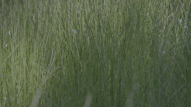 Close-up video of dense green reeds and marsh vegetation growing in a natural wetland habitat. Sunlight filters through the tall plants, creating highlights and shadows in a peaceful freshwater enviro