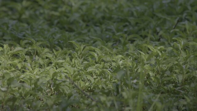 Close-up video of dense green reeds and marsh vegetation growing in a natural wetland habitat. Sunlight filters through the tall plants, creating highlights and shadows in a peaceful freshwater enviro