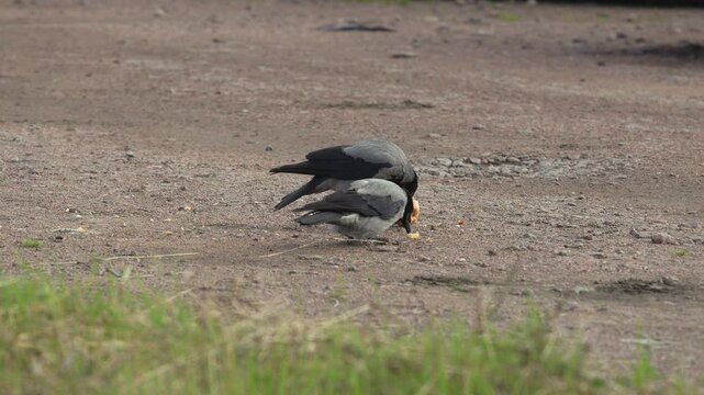 Two hooded crows Corvus cornix share a yellow apple fruit food on a ground dirt road. Wild birds interaction, competition and conflict for food in a city park, urban wildlife behavior. 