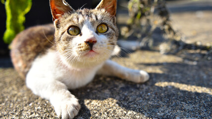 Close up portrait of a tabby and white cat resting outdoors © 鷹矢 安達