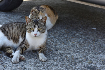 Two tabby and white cats resting together outdoors © 鷹矢 安達