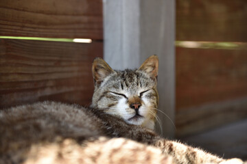 Tabby cat sleeping peacefully in warm sunlight © 鷹矢 安達