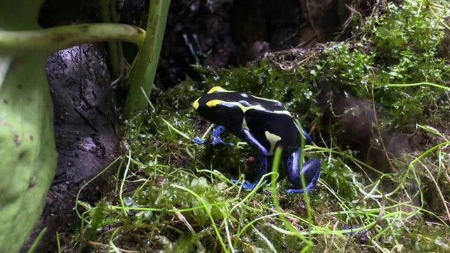 Dyeing poison dart frog Dendrobates tinctorius in tropical rainforest habitats, amphibian wildlife and zoology research.