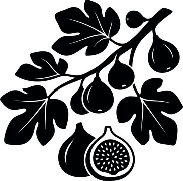 Black and white of a fig tree branch with whole and sliced figs and leaves isolated on a white background