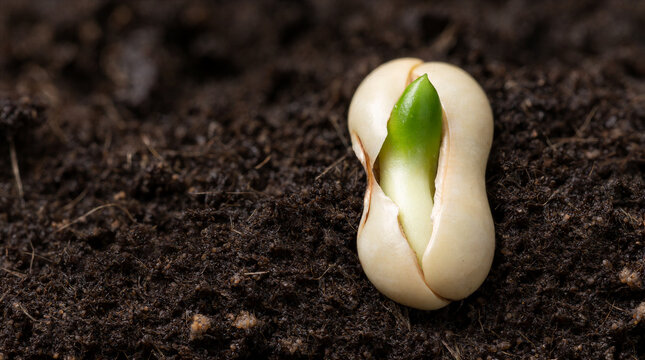 Germinating lima bean seed rests on moist dark earth with pale green sprout emerging