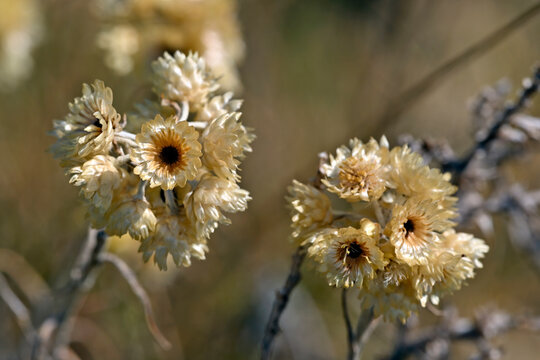 Mediterranean strawflower // Mittelmeer-Strohblume, Wohlriechende Strohblume (Helichrysum stoechas) - Andosilla, Spanien