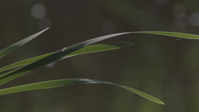 Close-up video of green aquatic reeds and wetland vegetation growing in calm pond water. Natural sunlight illuminates the leaves and stems, creating reflections and a peaceful atmosphere in a freshwat