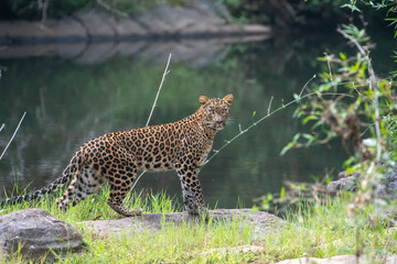 Indian leopard at parmbikkulam reserve kerala an amazing and reare sighting of leopard in the evergreen forests of parambikkulam, kerala, india © faisalmagnet