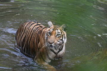 Royal Bengal Tiger from kerala, an amazing view from kerala, india