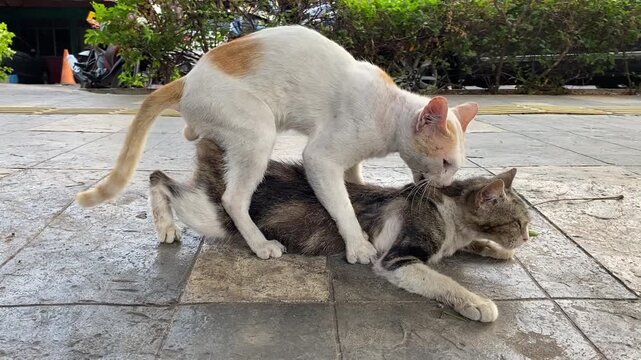 cat and dogo two stray cats are mating onan outdoor paved sidewalk.