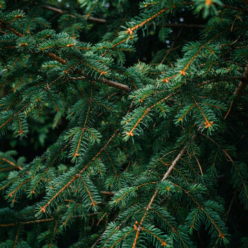 Close-up of pine tree branches with green needles in natural outdoor setting with copy space