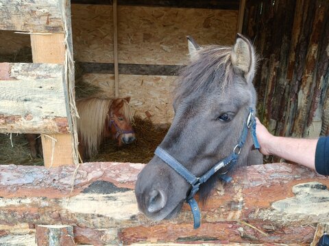 Gray Pony Looking Over a Rustic Wooden Fence. A gray pony wearing a blue halter looks over a rustic wooden fence from inside a stable or farm enclosure. The close-up portrait shows the animal's head 