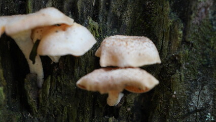 Fototapeta premium Fresh white mushrooms growing naturally on a decaying tree trunk in a home yard
